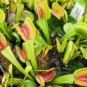 Dentata