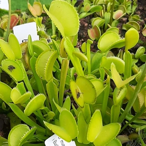 Green microdent
