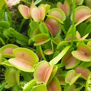 Microdent seedgrown