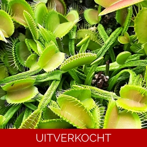 Schuppenstiel Schuppenstiel