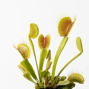 D. muscipula venusvliegenvanger D. muscipula venusvliegenvanger