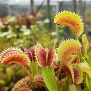 Scarlatine Scarlatine