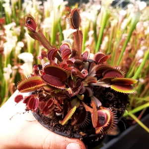 Amteborus Amteborus