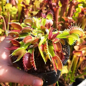 Harlequin Harlequin