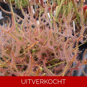 D. binata 'Marston Dragon' D. binata 'Marston Dragon'