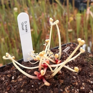 D. binata 'Ghost' D. binata 'Ghost'