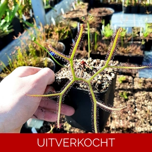 D. binata var. multifida D. binata var. multifida