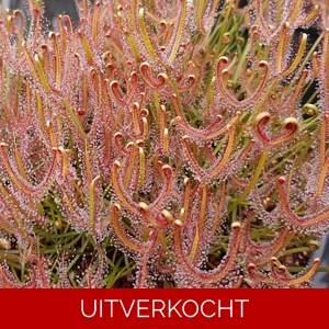 D. binata D. binata