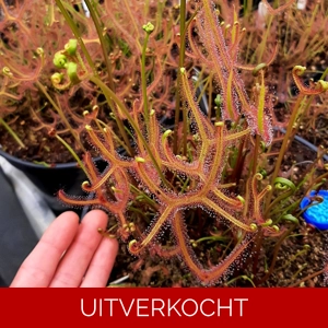 D. binata var. dichotoma D. binata var. dichotoma