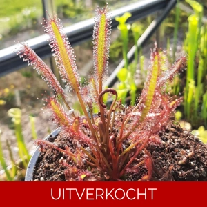 D. capensis 