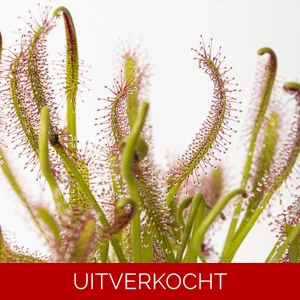 D. capensis D. capensis