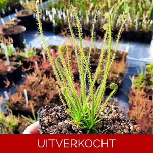D. filiformis D. filiformis