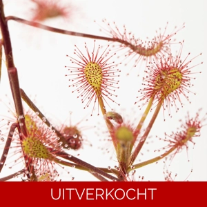 D. madagascariensis D. madagascariensis