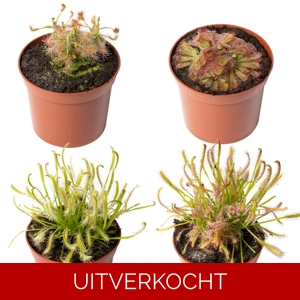 Drosera pakket indoor