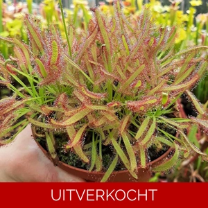 D. capensis, D. capensis,