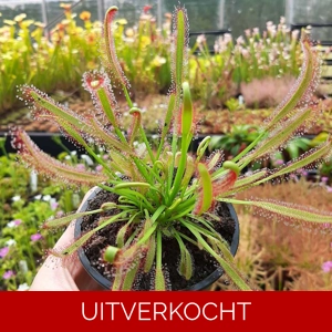 D. capensis, Ceres, South Africa
