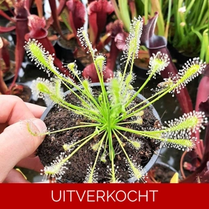 D. intermedia D. intermedia