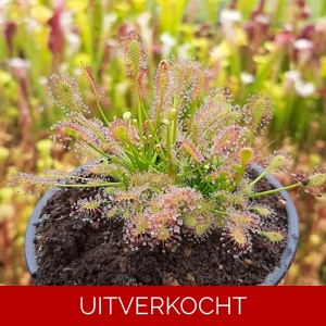 D. intermedia D. intermedia