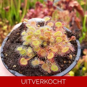 D. rotundifolia D. rotundifolia