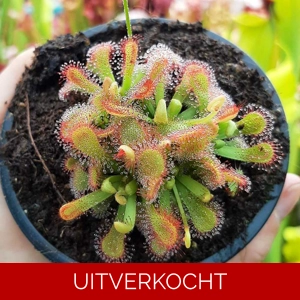 D. venusta