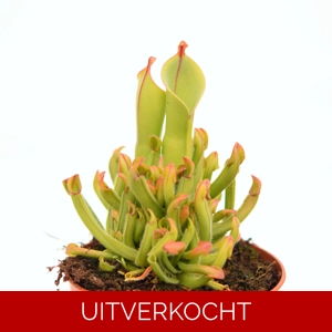 H. heterodoxa x minor