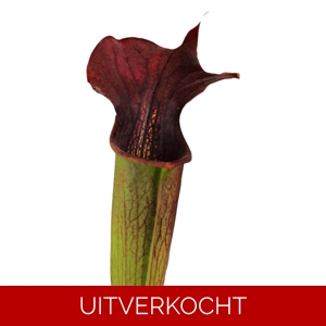 var. rubrioperculata, 