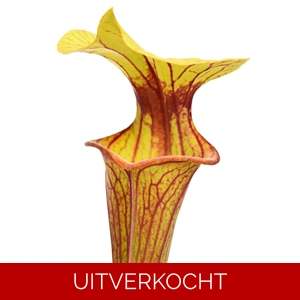 var. ornata
