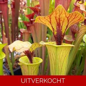 var. cuprea 