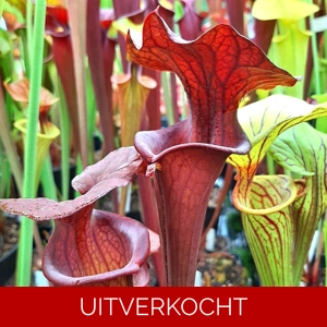 var. atropurpurea clone F130H (M. Srba) COPY
