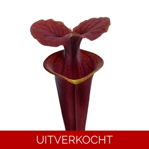 var. atropurpurea F196A M. Srba