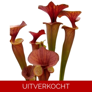 var. rubricorpora Rcp1 x var. rubricorpora Giant CK, orange pitchers
