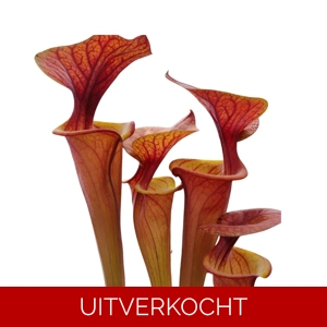 var. rubricorpora Rcp1 x var. rubricorpora Giant, orange pitchers 2 var. rubricorpora Rcp1 x var. rubricorpora Giant, orange pitchers 2