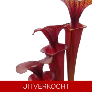 var. rubricorpora Rcp1 x var. rubricorpora Giant CK, all red