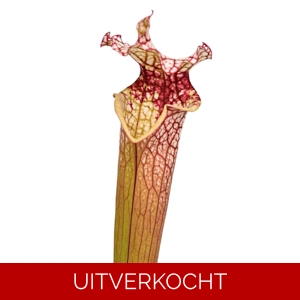 'Leah Wilkerson x leucophylla, pubescent clone 3 'Leah Wilkerson x leucophylla, pubescent clone 3