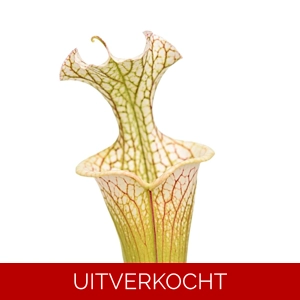 leucophylla L20 x ‘Adrian Slack’ Clone A M. Srba leucophylla L20 x ‘Adrian Slack’ Clone A M. Srba