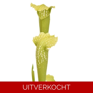 x excellens 'Green Monster' x excellens 'Green Monster'