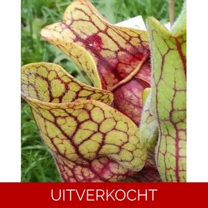 KD-PU21B ssp. venosa var. burkii f. luteola x venosa yellow flower