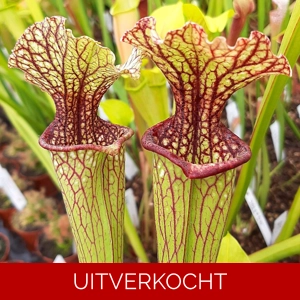leucophylla x oreophila (SG)
