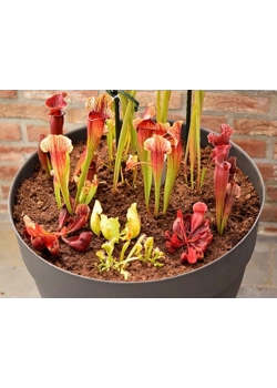 Buitenbak met vleesetende planten