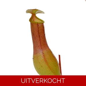 Nepenthes x ventrata