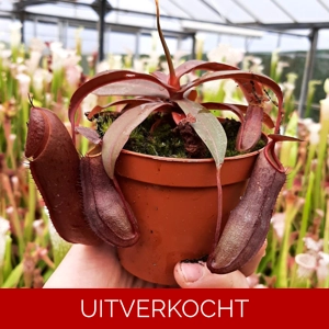 Nepenthes 