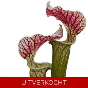 S. x areolata S. x areolata