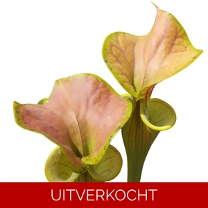 var. cuprea var. cuprea