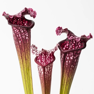 S. 'Bella'