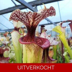 x moorei Adrian Slack'