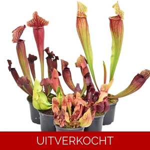 Pakket Sarracenia winterhard groot Pakket Sarracenia winterhard groot
