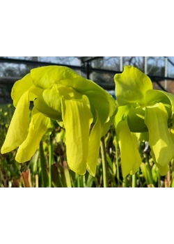 Sarracenia bestuiven voor zaden