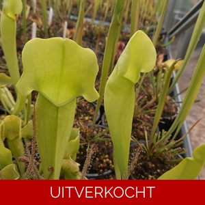 catesbaei AF x rosea f. luteola catesbaei AF x rosea f. luteola