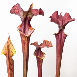 Sarracenia Sarracenia