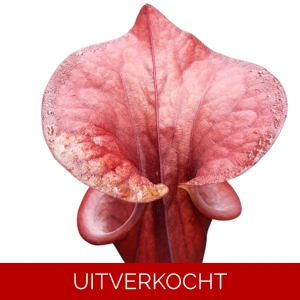 var. atropurpurea clone F130A (M. Srba)